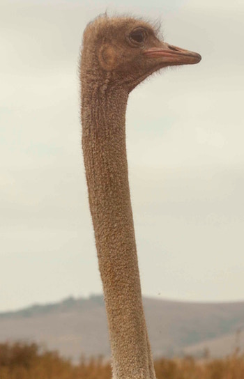 Ostrich effect illustrated by its namesake
