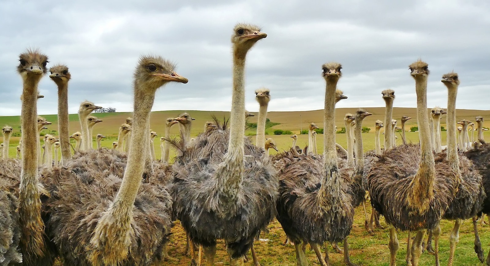 what-is-the-ostrich-effect-and-how-you-can-avoid-it-dqydj