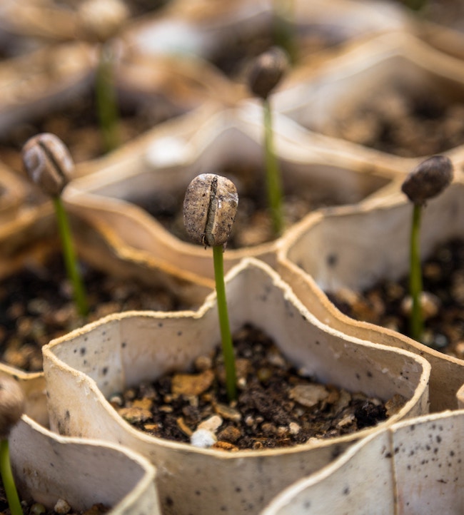 A coffee bean growing.