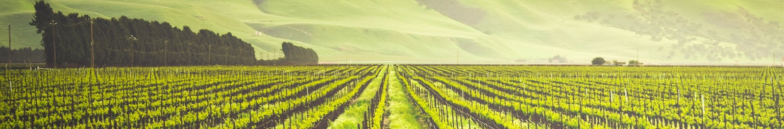 Crops in Soledad, CA