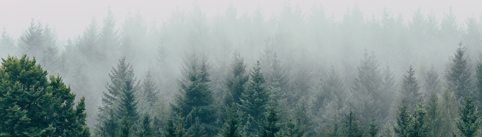 Forest of evergreen trees with fog.
