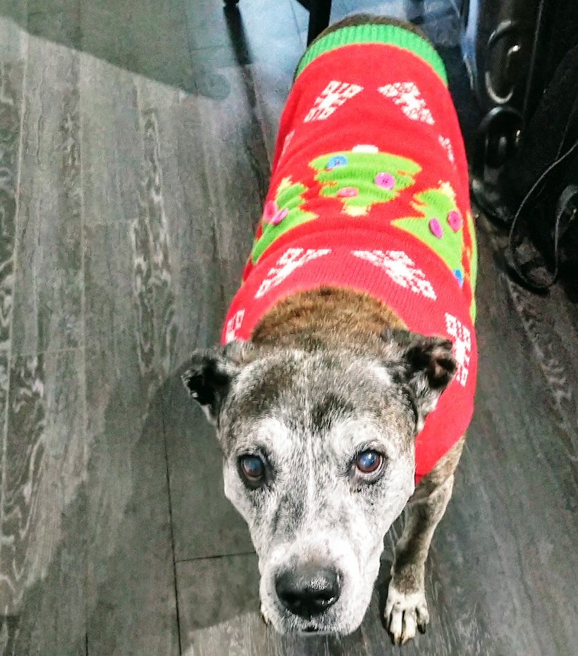 Cam the pit bull in a festive Christmas sweater