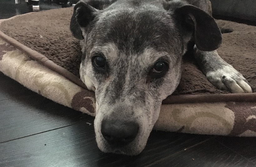 Camo the dog close shot on a dog bed