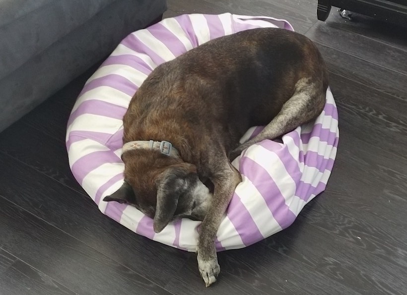 Camo the pit bull on an undersized bean bag