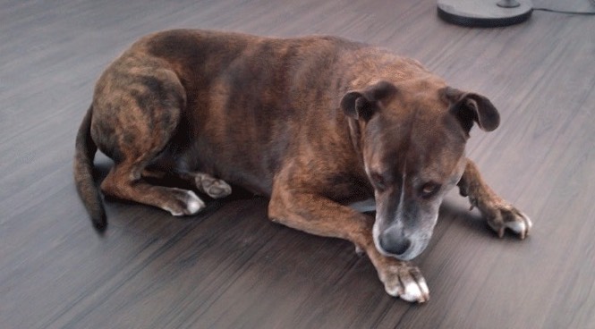 Pit bull Camo on a newly laid floor