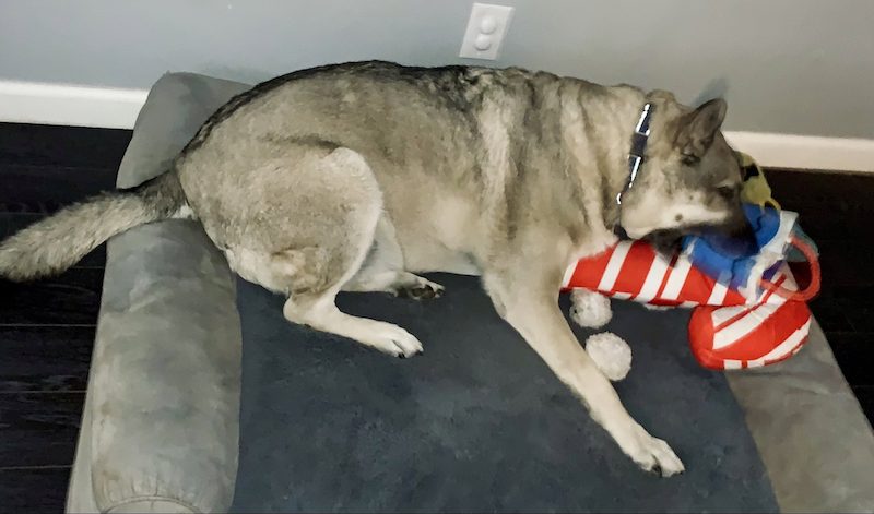 German Shepherd playing with his toys.