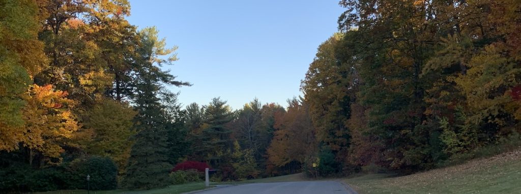 Trees in New Hampshire