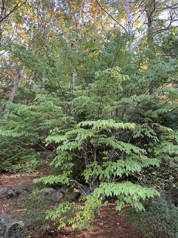 Dogwood tree ignoring fall